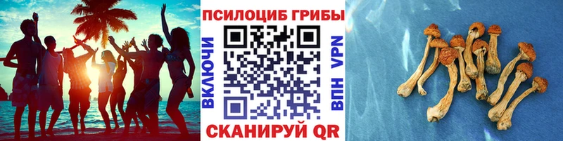 Купить где  Медногорск  Псилоцибиновые грибы Magic Shrooms 